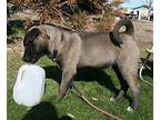 Gilly, Labrador Retriever For Adoption In Yreka, California