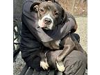 Mandy, American Staffordshire Terrier For Adoption In North Brunswick