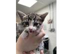 Penelope Domestic Shorthair Kitten Female