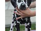 Dalmatian Puppy for sale in Ventura, CA, USA