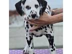 Dalmatian Puppy for sale in Ventura, CA, USA