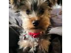 Yorkshire Terrier Puppy for sale in Linden, NJ, USA