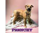 Frenchy Black Mouth Cur Young Female