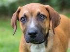 PUPPY REBA Mountain Cur Puppy Female