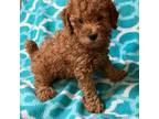 Poodle (Toy) Puppy for sale in Pilot Point, TX, USA