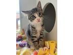 Tippy Domestic Shorthair Kitten Female