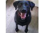 Mochi Labrador Retriever Adult Female