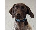 Rose German Shorthaired Pointer Young Female