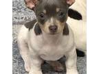 Teddy Roosevelt Terrier Puppy for sale in Newark, IL, USA