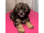Poodle (Toy) Puppy for sale in Cookeville, TN, USA