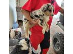 Australian Shepherd Puppy for sale in Morongo Valley, CA, USA