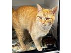 Freddie Domestic Shorthair Adult Male