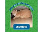 Leonard Domestic Shorthair Senior Male