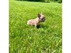 French Bulldog Puppy for sale in Goshen, OH, USA