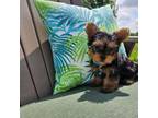 Yorkshire Terrier Puppy for sale in Spencerville, IN, USA