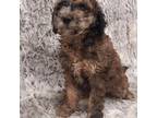 Mutt Puppy for sale in Wolcottville, IN, USA