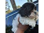 Shih Tzu Puppy for sale in Macon, GA, USA