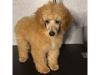 Poodle (Toy) Puppy for sale in Lithonia, GA, USA