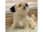 Shih Tzu Puppy for sale in Phoenix, AZ, USA