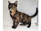 Jazzy Domestic Shorthair Adult Female