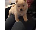 Chow chow runt female