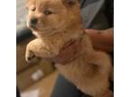 Chow Chow Puppy for sale in Tarboro, NC, USA