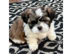 Shih Tzu Puppy for sale in Windsor, CT, USA