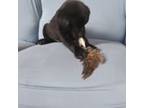 Labrador Retriever Puppy for sale in Phillips, WI, USA