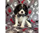 Cavalier King Charles Spaniel Puppy for sale in Lakeland, FL, USA