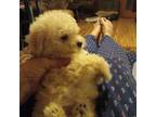 Poodle (Toy) Puppy for sale in Waco, TX, USA
