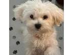 Maltese Puppy for sale in Vancouver, WA, USA
