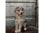 Australian Shepherd Puppy for sale in Cookeville, TN, USA