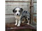 Australian Shepherd Puppy for sale in Cookeville, TN, USA