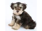 Schnauzer (Miniature) Puppy for sale in Lead Hill, AR, USA