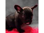 French Bulldog Puppy for sale in Emory, TX, USA