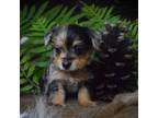 Mutt Puppy for sale in Holly Ridge, NC, USA