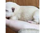 Schipperke Puppy for sale in Randsburg, CA, USA