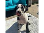 Great Dane Puppy for sale in Dunedin, FL, USA