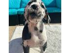 Great Dane Puppy for sale in Dunedin, FL, USA