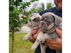 French Bulldog Puppy for sale in Monahans, TX, USA