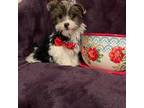 Yorkshire Terrier Puppy for sale in Richlands, VA, USA