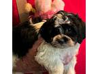 Havanese Puppy for sale in Point, TX, USA