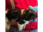 Havanese Puppy for sale in Point, TX, USA