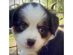 Miniature Australian Shepherd Puppy for sale in Harrisonville, MO, USA