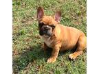 French Bulldog Puppy for sale in Waco, TX, USA
