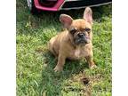 French Bulldog Puppy for sale in Oak Glen, CA, USA