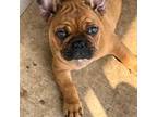 French Bulldog Puppy for sale in Waco, TX, USA
