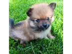 Pomeranian Puppy for sale in Whitewater, WI, USA