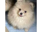 Pomeranian Puppy for sale in Wauchula, FL, USA