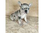 French Bulldog Puppy for sale in Aurora, CO, USA